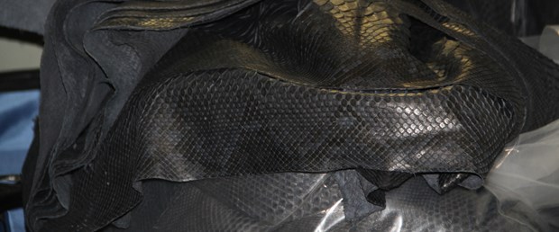 Operation of the fugitive snake and crocodile skin at Ataturk Airport