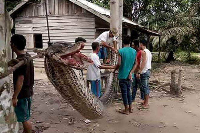 The villagers ate the giant python who lost the struggle for life and death