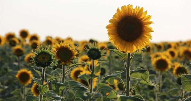 They will reduce the fat percentage in sunflower and produce light cores!