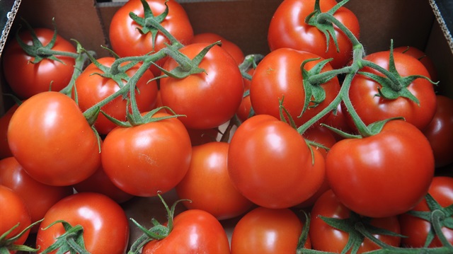 Tomato price increased by 50 percent